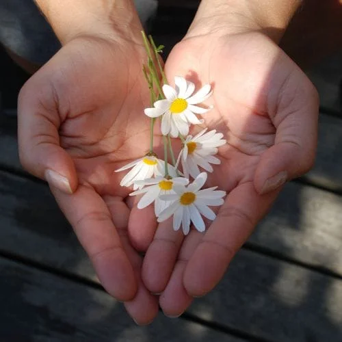 Manos sosteniendo flores que representan cuidado, bienestar y protección aseguradora en La Rioja